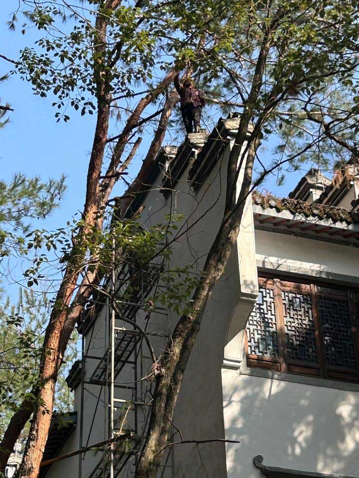 排除隱患，國(guó)資公司砍樹(shù)解民憂(yōu)